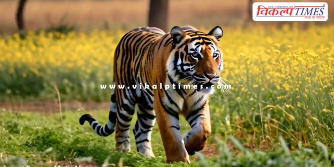 Ranthambore tiger movement in a village of khandar sawai madhopur