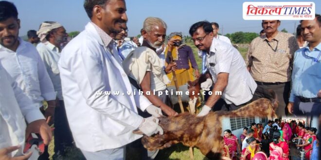 Vaccination program for sheep and goats started in rajasthan