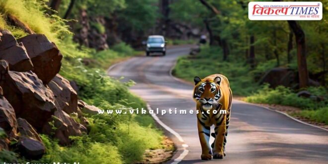tiger came out from ranthambore and onto the road