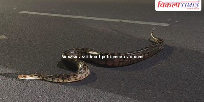 11 feet long python came on the road in kota