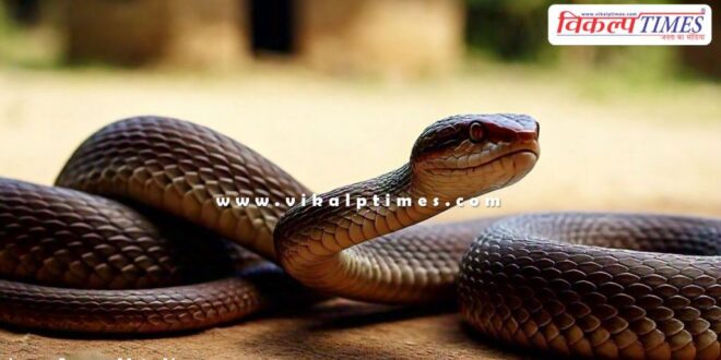 Central government requested to declare snakebite as a 'notified disease'