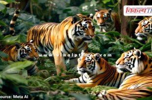 Committee will investigate the missing tigers of Ranthambore