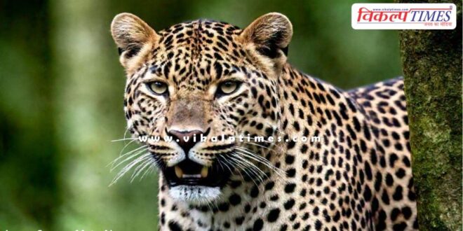 Country largest Cheetah Corridor Project Rajasthan MP UP