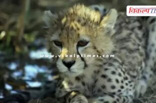 Leopard Kuno National Park MP News 28 Nov 24