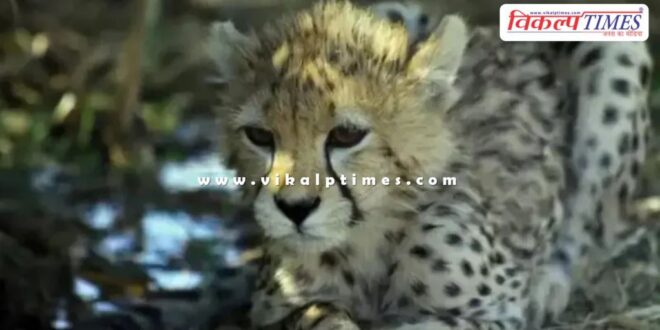 Leopard Kuno National Park MP News 28 Nov 24