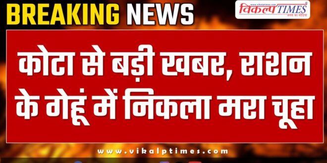 Mouse found in ration wheat in kota