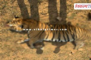 Ranthambore tiger t-86 news update sawai madhopur 04 nov 24