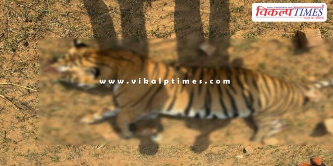 Ranthambore tiger t-86 news update sawai madhopur 04 nov 24