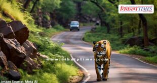 Tiger came from Ranthambore to populated area in sawai madhopur