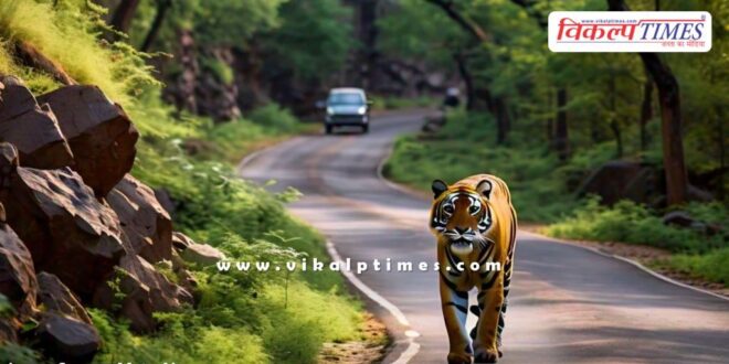 Tiger came from Ranthambore to populated area in sawai madhopur