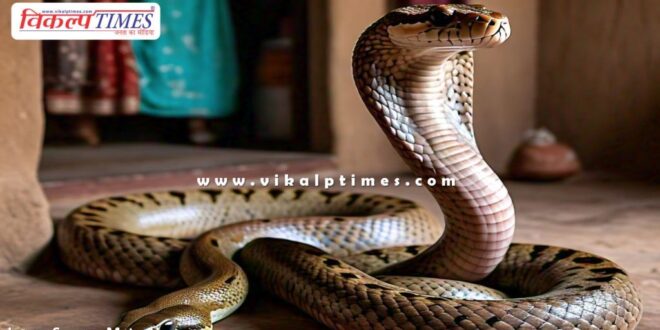 Two snakes entered the house in kota