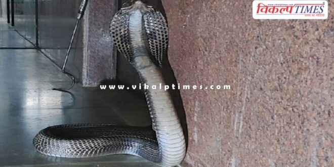 cobra entered in university of kota