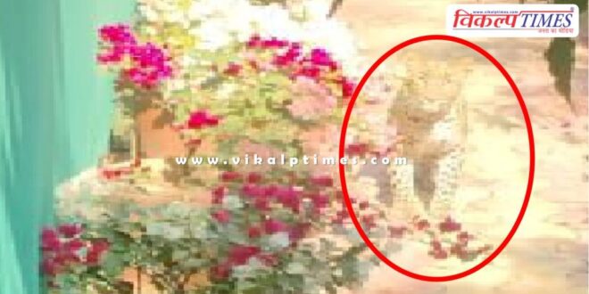 Leopard movement in vidhyadhar nagar jaipur