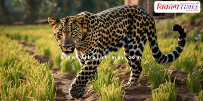 Panther entered the populated area in sawai madhopur