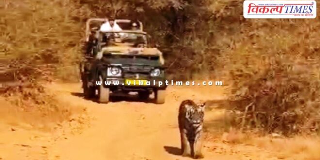 Priyanka Gandhi vadra tour in ranthambore