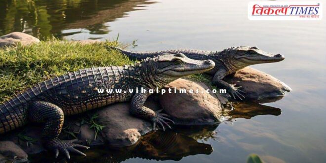 Crocodile in a pond of jivad barnala sawai madhopur