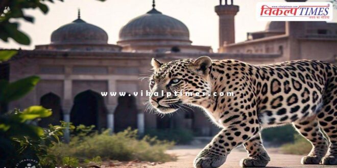 Leopard movement seen in the old city Sawai Madhopur