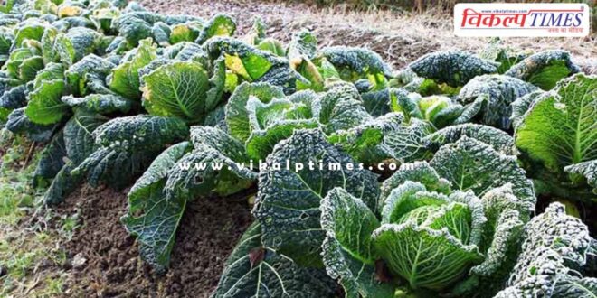 Possibility of damage to crops due to frost in rajasthan
