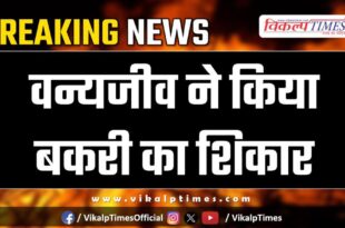 Wildlife animal movement in bonli sawai madhopur