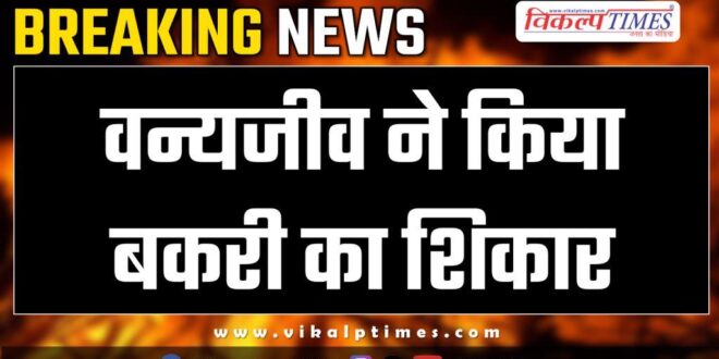 Wildlife animal movement in bonli sawai madhopur