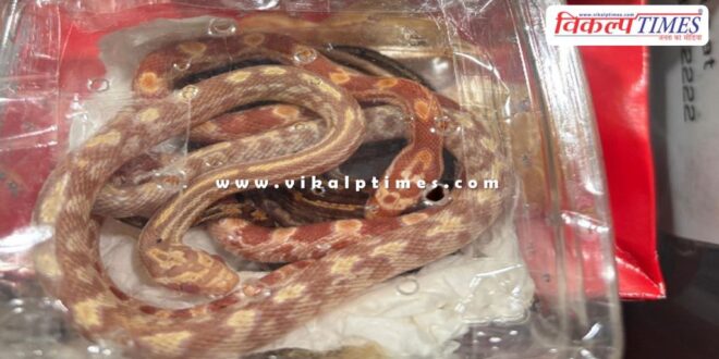 Boxes full of snakes, scorpions and spiders caught at Jaipur airport