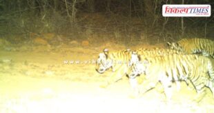 Good news again from Ranthambore National Park