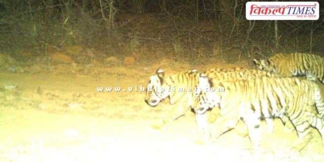 Good news again from Ranthambore National Park