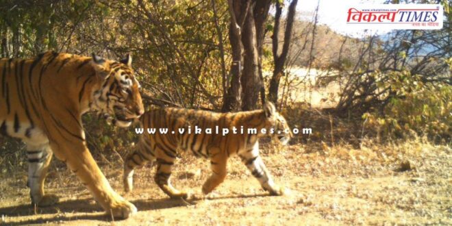 Good news from Ranthambore National Park