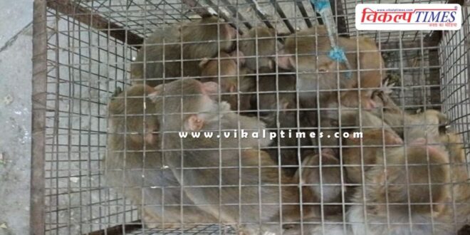 Municipal council Action on 50 monkeys in sawai madhopur
