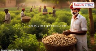 Extension of period for purchasing peanuts at support price in rajasthan