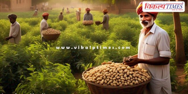 Extension of period for purchasing peanuts at support price in rajasthan