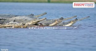 Gharial Conservation Center will be built in Palighat khandar sawai madhopur