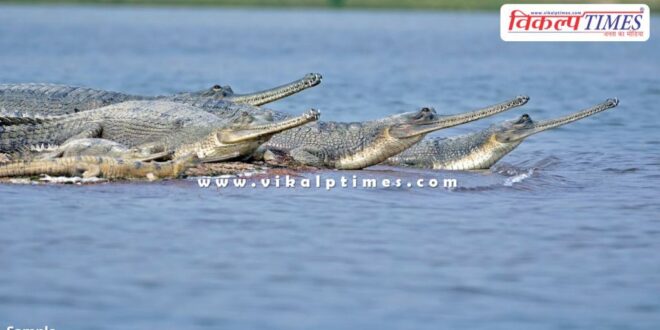 Gharial Conservation Center will be built in Palighat khandar sawai madhopur