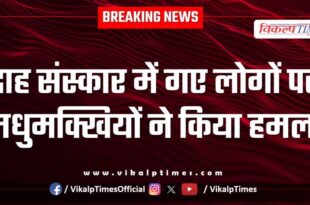 Honey Bees Pali Rajasthan news 16 March 25