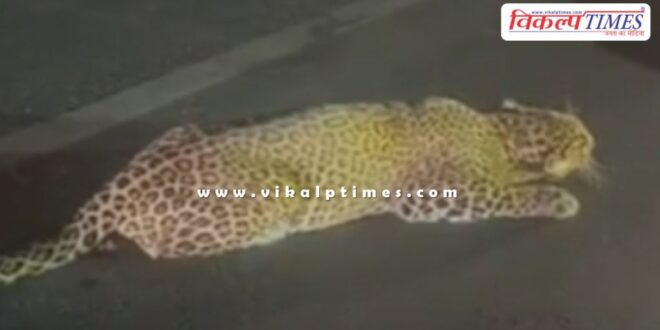 Leopard movement on lalsot kota highway