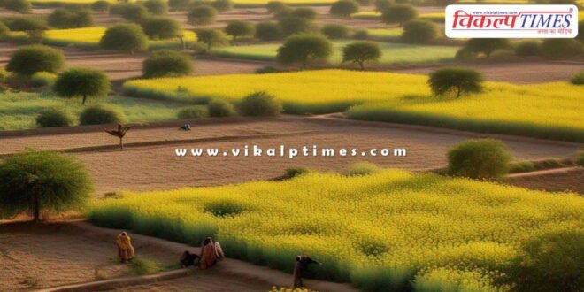 Purchase of mustard and gram at support price will start from April 10 in rajasthan