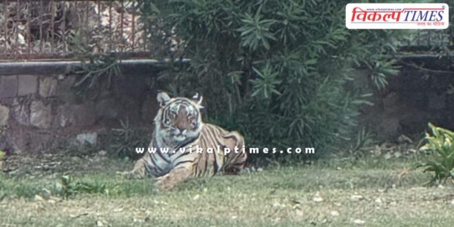Tiger movement seen in Ranthambore fort