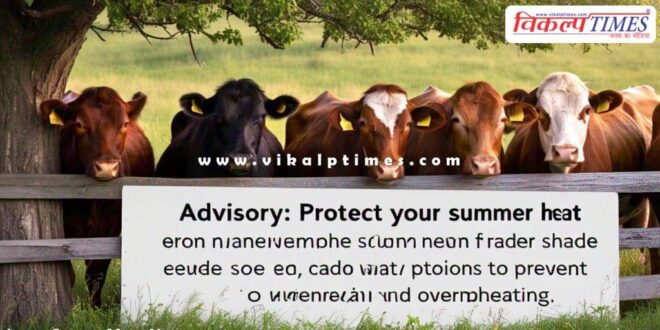Advisory issued to protect cattle from summer and heat stroke in sawai madhopur