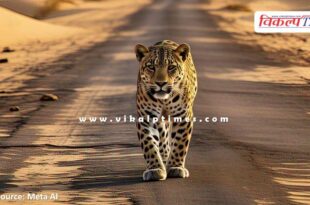Leopard movement in nanta area of kota