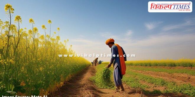 Purchase of mustard and gram started at MSP Sawai Madhopur News
