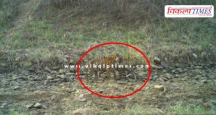 Tigress T-2313 gave birth to 2 cubs in Ranthambore National park