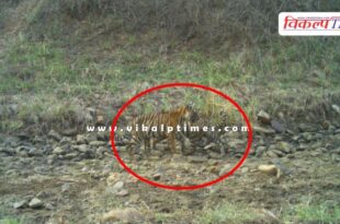 Tigress T-2313 gave birth to 2 cubs in Ranthambore National park