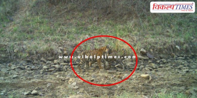 Tigress T-2313 gave birth to 2 cubs in Ranthambore National park