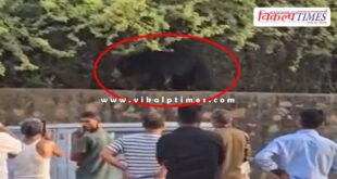 A bear was seen on the forest security wall on Ranthambore Road