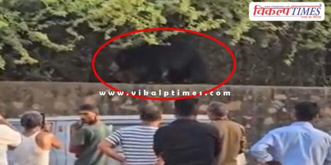 A bear was seen on the forest security wall on Ranthambore Road