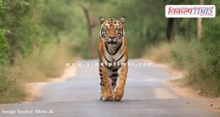 Continuous movement of tigress Sultana on Ganesh temple road Sawai Madhopur
