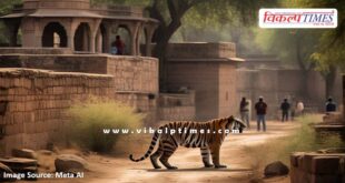 Crowd of Ganesh devotees on Wednesday, movement of tigress on temple road Sawai Madhopur