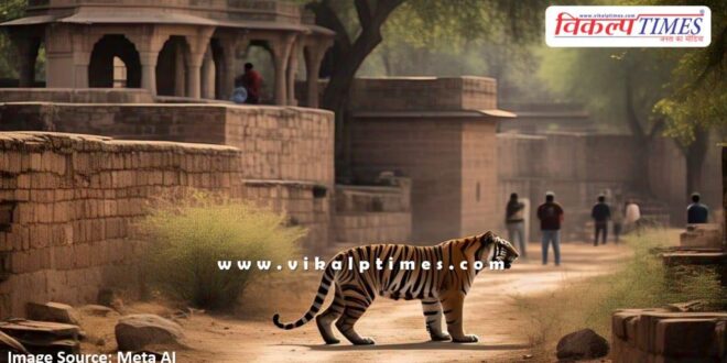 Crowd of Ganesh devotees on Wednesday, movement of tigress on temple road Sawai Madhopur