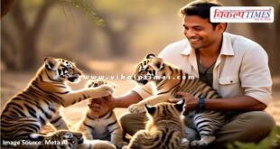 Man playing with newborn cubs of tigress in ranthambore tiger reserve