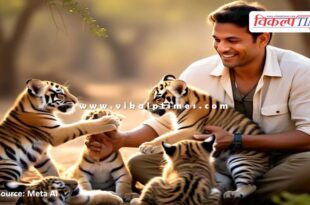 Man playing with newborn cubs of tigress in ranthambore tiger reserve